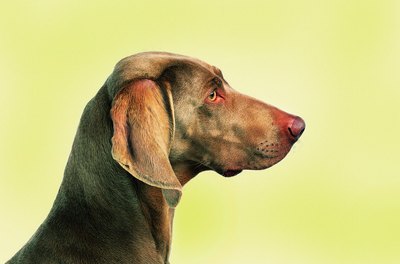 Photodisc/Photodisc/Getty Images Weimaraners make great family pets, but may attack or kill cats.
