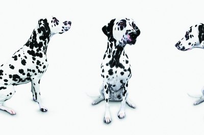 Photodisc/Photodisc/Getty Images Dalmatians are one of the breeds prone to degenerative myelopathy.