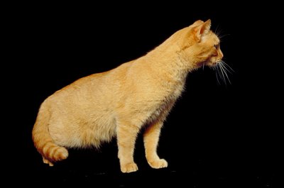 Jupiterimages/Photos.com/Getty Images Tomcats spend much of their days seeking out mates.