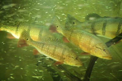 Photodisc/Digital Vision/Getty Images Fish can become stressed or ill, or even die, if water is too acidic for them.