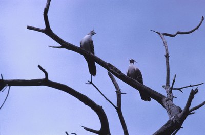 Hemera Technologies/AbleStock.com/Getty Images Cockatiels will fly if they're startled.