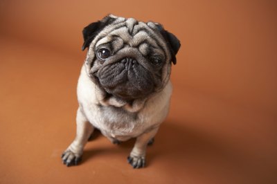 Chris Amaral/Digital Vision/Getty Images Obesity and diabetes are risks for pugs.