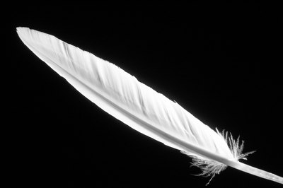 Hemera Technologies/AbleStock.com/Getty Images The hollow shaft of your cockatiel's new feathers contain blood.