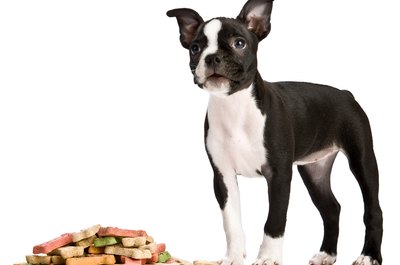 Jupiterimages/PhotoObjects.net/Getty Images The Boston terrier's curly tail sometimes seems like a little bump on his rear.