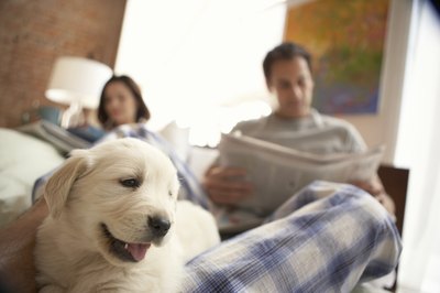 Chris Amaral/Digital Vision/Getty Images Kenneling your pup at night guarantees more leg room in the bed.