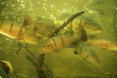 Photodisc/Photodisc/Getty Images African lungfish are too predatory to be kept in a community tank.