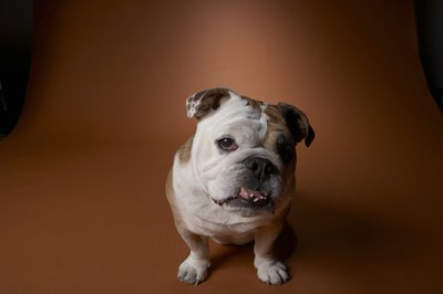 Chris Amaral/Digital Vision/Getty Images English bulldogs can develop degenerative valve disease.