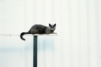 John Foxx/Stockbyte/Getty Images Oh? High blood pressure has nothing to do with height?