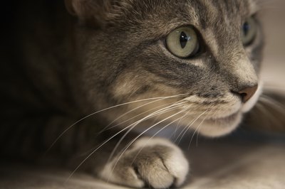 Thomas Northcut/Photodisc/Getty Images A cat's vibrissae -- or whiskers -- can detect the slightest movement of air.