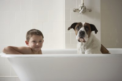 Chris Amaral/Digital Vision/Getty Images Shampoos formulated for dogs and those formulated for people are not interchangeable.