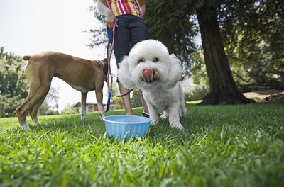 Brand X Pictures/Brand X Pictures/Getty Images Healthy foods will help your poodle stay happy and healthy.