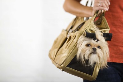 Jupiterimages/Brand X Pictures/Getty Images Before you fly, get your pup ready.