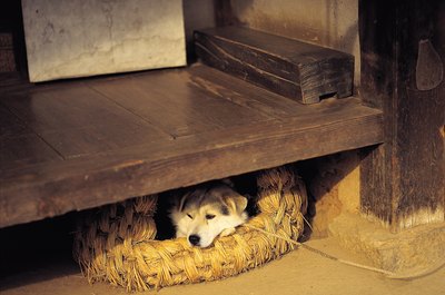 Photos.com/Photos.com/Getty Images A comfy, safe dog bed can stop your dog's burrowing behavior.