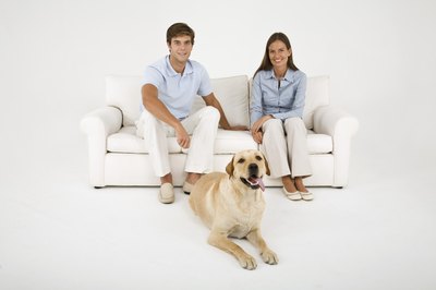 Jupiterimages/Goodshoot/Getty Images Protective furniture covers, along with reduced shedding techniques, can save your sanity.