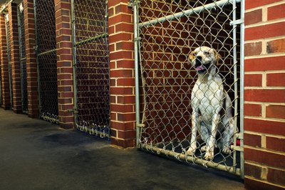 Thinkstock/Comstock/Getty Images Your dog will give signs that he needs to go.