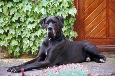 Jupiterimages/Photos.com/Getty Images Large dogs that sleep on hard surfaces may develop hard, gray pressure sores called "hygromas."