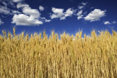 Jupiterimages/Comstock/Getty Images Go whole wheat for healthy cholesterol levels.