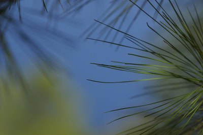 Hemera Technologies/AbleStock.com/Getty Images Pine needles need special handling in your compost pile because of their high acidity.