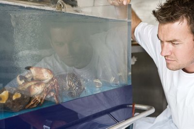 Jupiterimages/Goodshoot/Getty Images Regular aquarium maintenance helps prevent calcium buildup.