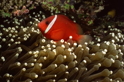 Comstock Images/Comstock/Getty Images Sump filters are more common in the marine side of the aquarium hobby.
