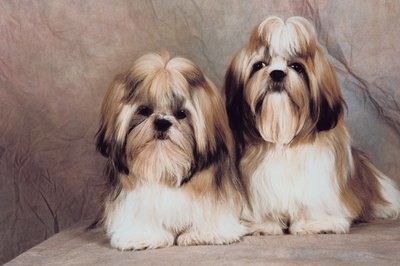 Jupiterimages/Photos.com/Getty Images With a little extra tender loving care, you can enjoy your shih tzu yet experience minimal allergy suffering.