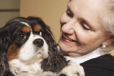 Jupiterimages/Brand X Pictures/Getty Images Older dogs need less protein and more fiber in their diets.