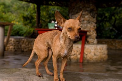 Photos.com/Photos.com/Getty Images Using the patio as a potty means less cleanup for you.