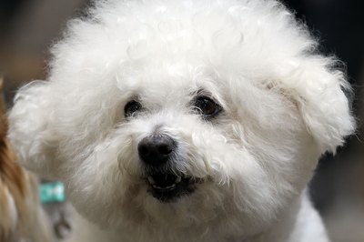 Koichi Kamoshida/Getty Images News/Getty Images Without regular brushing, a bichon's dense hair will tangle.