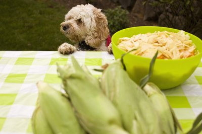 Todd Warnock/Lifesize/Getty Images "So, no corn for me?"