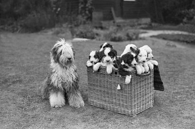 Fox Photos/Valueline/Getty Images Puppy mothers can remember their offspring.