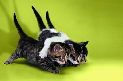 Photodisc/Photodisc/Getty Images Neutering young can prevent dominant behavior later.