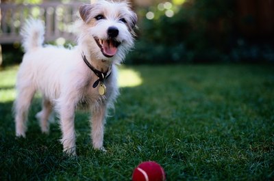 Ryan McVay/Photodisc/Getty Images Dogs can live happily in mobile homes.