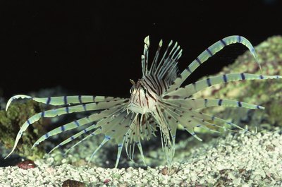 Jupiterimages/Photos.com/Getty Images A sump filter effectively increases the size of your aquarium.