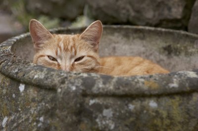 BananaStock/BananaStock/Getty Images Your cat isn't pregnant, but she still might search for a nesting place.