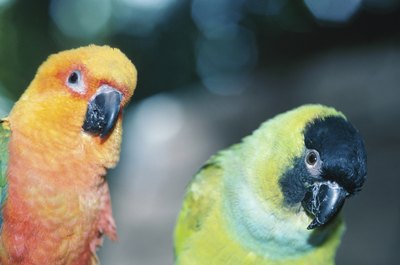 Hemera Technologies/Photos.com/Getty Images Parakeets are social creatures that form bonds.