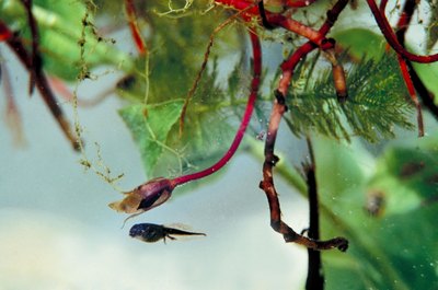 Jupiterimages/Photos.com/Getty Images Aquatic plants float whether or not they are supposed to.