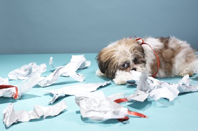 Martin Poole/Digital Vision/Getty Images Separation anxiety can make a doggy destroy the place in your absence.