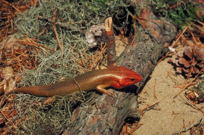 Jupiterimages/Photos.com/Getty Images Broad-headed skinks make a toxic meal for cats.