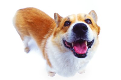 George Doyle/Stockbyte/Getty Images If this is what you see whenever you turn around, don't worry, there are ways to help your corgi and yourself!