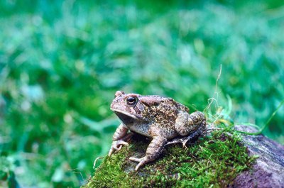 Jupiterimages/Photos.com/Getty Images Most native U.S. toads are beneficial in the landscape. Cats quickly learn to leave them alone.