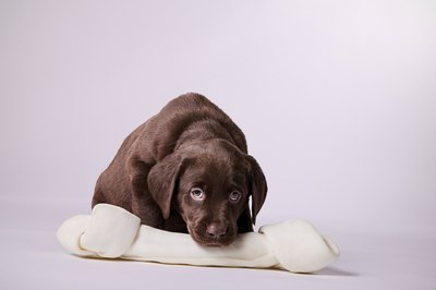 PanareoFotografia/iStock/Getty Images Many foods healthy for humans are harmful to dogs.
