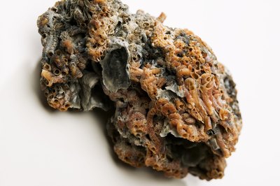 Jupiterimages/liquidlibrary/Getty Images Coralline algae encrust solid surfaces.