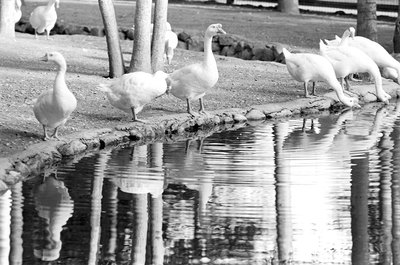 Photos.com/AbleStock.com/Getty Images Dehydration poses a risk to captive and wild birds.