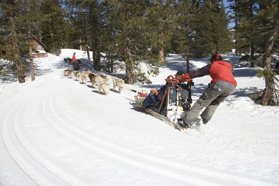 Thinkstock/Comstock/Getty Images Your husky will love any activity that stimulates his natural instincts.