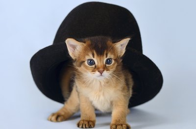 nelik/iStock/Getty Images Letting kitty choose her own toys may not be a good idea.