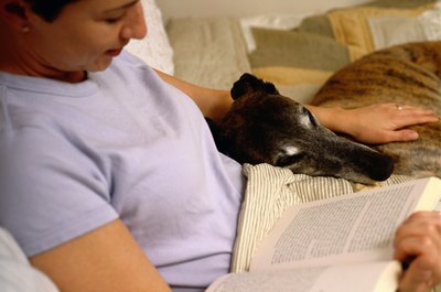 Ryan McVay/Photodisc/Getty Images Your greyhound will enjoy a nice meal followed by a nap.