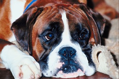 boxer dog black eyes boxer dog black eyes