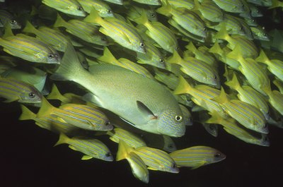 Jupiterimages/Photos.com/Getty Images Keep cichlids in crowded tanks so they don't fight each other over territory.