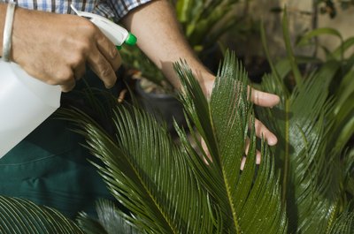 Jupiterimages/BananaStock/Getty Images You can take steps to make your plants cat-proof.