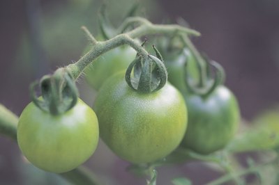 Comstock/Comstock/Getty Images Green tomatoes are good sources of vitamin C, vitamin A and potassium.
